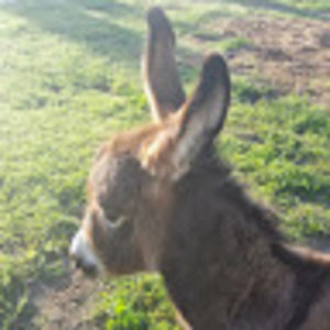 Meet your Posher, Lanae